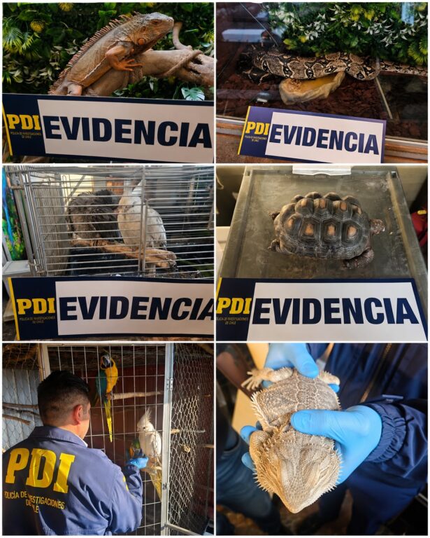 Especies exóticas rescatadas desde casa en Coronel