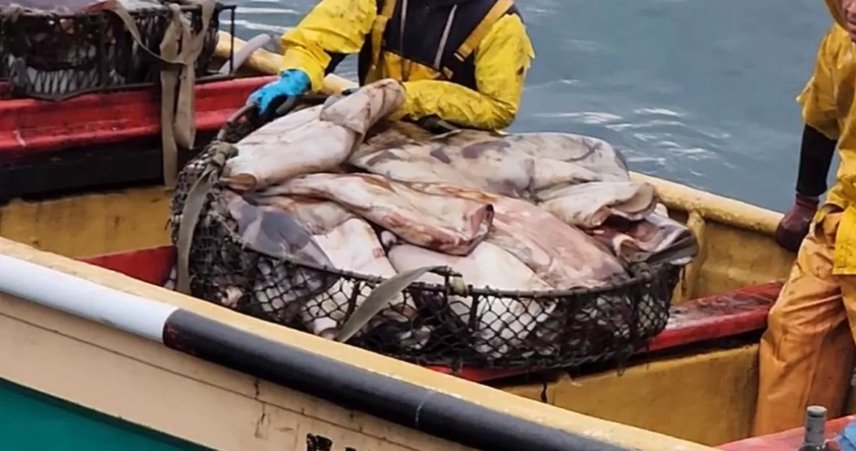Subpesca toma distancia de cambios para pesca de jibia en Bío Bío: “No es el momento”