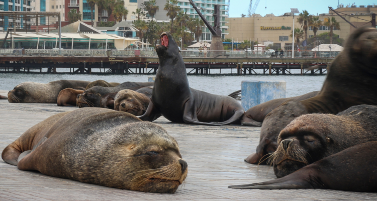 Valparaíso: hombre termina herido tras ser mordido por lobo marino en Caleta Portales