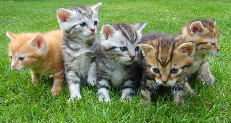 Investigan desaparición de 8 gatos dados en adopción a la misma persona en Valdivia
