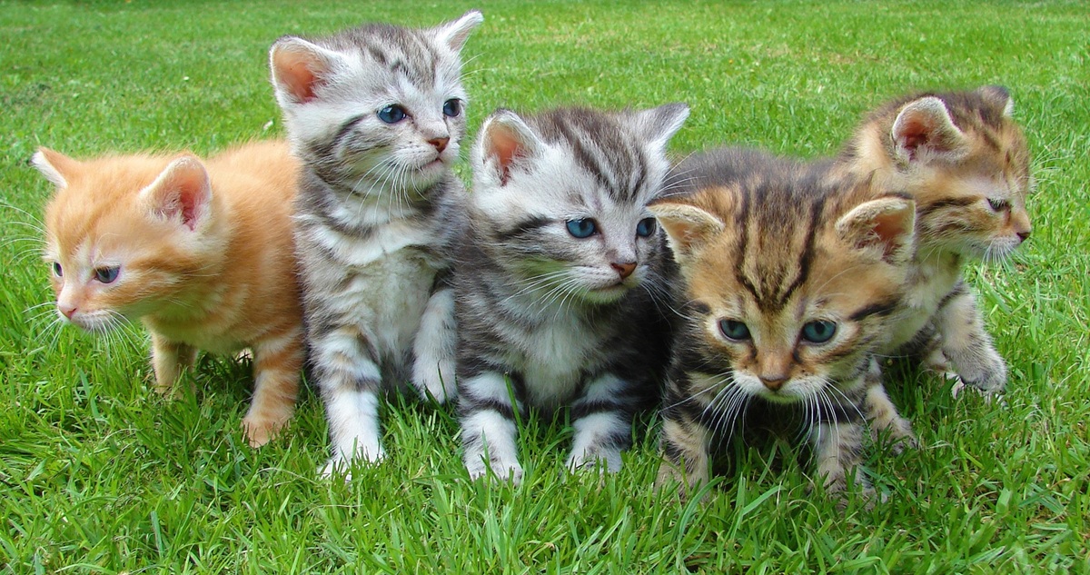Investigan desaparición de 8 gatos dados en adopción a la misma persona en Valdivia