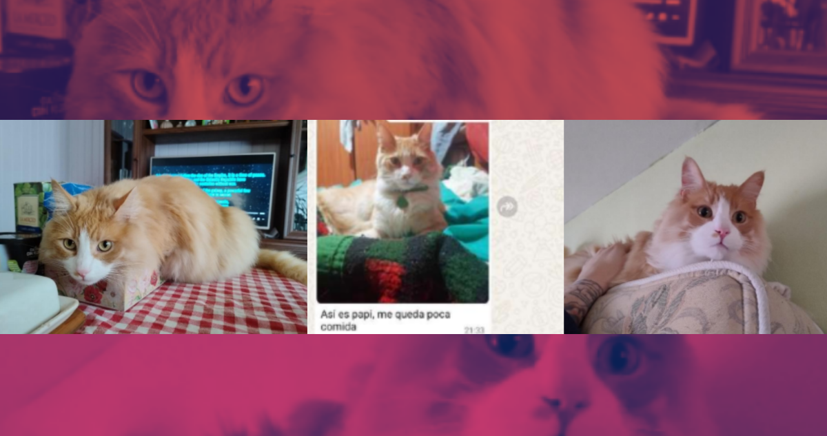 Disputa legal por gato Perseo