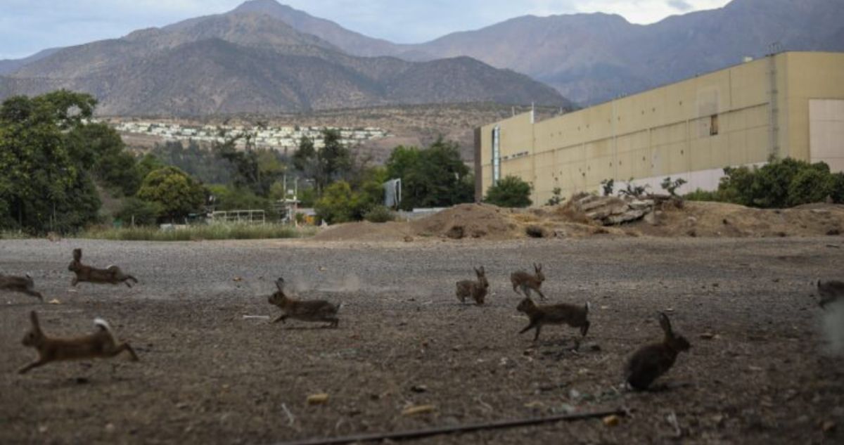 Han terminado muertos: abogado querellante reprocha desaparición de colonia de conejos en Las Condes