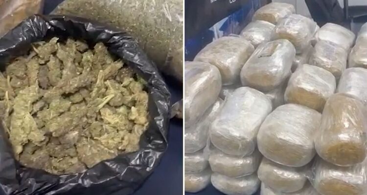 PDI incauta drogas avaluadas en más de $200 millones en Recoleta: extranjera de 16 años quedó detenida