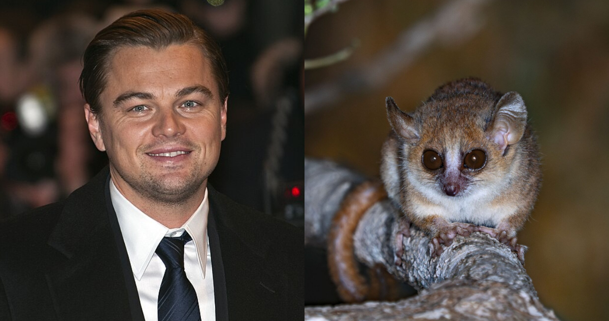 Foto de Leonardo DiCaprio