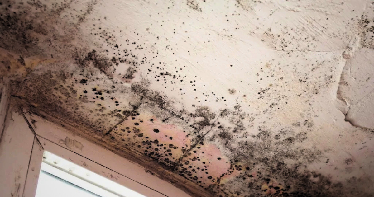 ¿Tu casa se llenó de hongos? ¿Limpias y vuelven a aparecer? Qué hacer (y no hacer) en esta situación