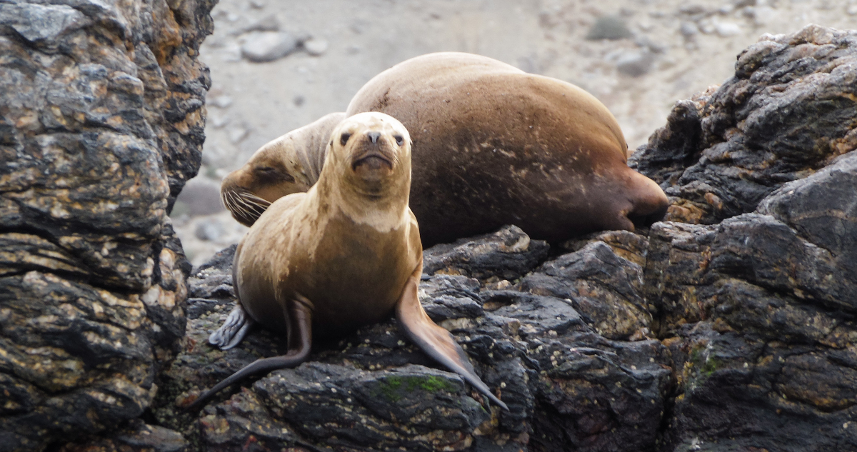 Cientos de lobos marinos están varando en las costas de Chile por El Niño: "Es un efecto en cadena"