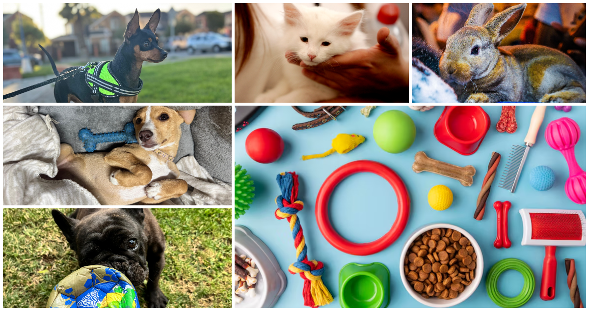 Son parte del presupuesto: El gasto de los hogares chilenos en sus mascotas se dispara 63% real