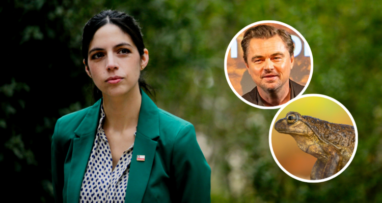 Ministra Toledo evita posicionarse por proyecto que amenaza a ranas pehuenches criticado por DiCaprio