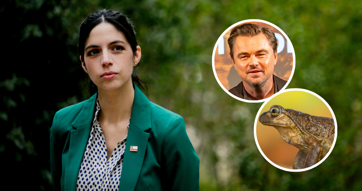 Ministra Toledo evita posicionarse por proyecto que amenaza a ranas pehuenches criticado por DiCaprio