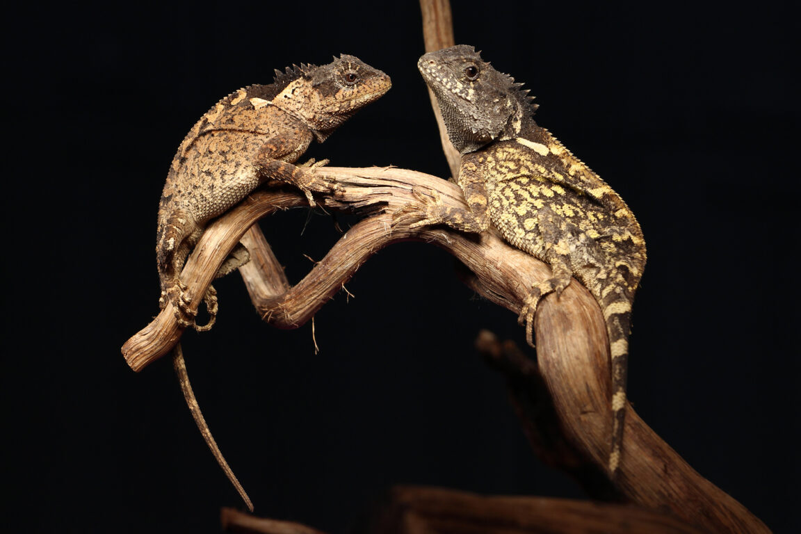Foto del dragón cornudo
