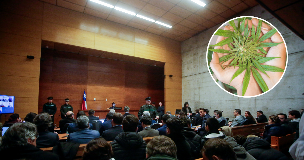 Así operaba red que traficaba marihuana bajo fachada medicinal y que aspiraba a ganar US$20 millones