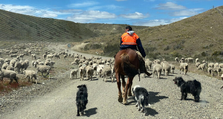 https://media.biobiochile.cl/wp-content/uploads/2026/08/pastoreo-en-la-patagonia-750x400.jpg