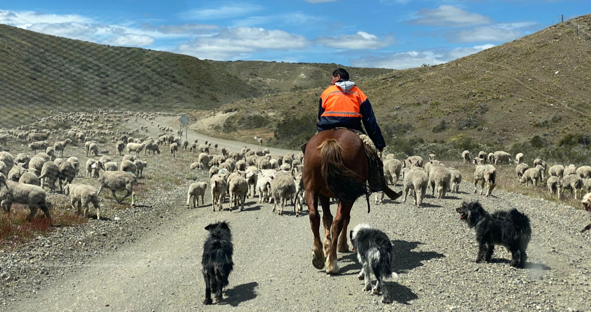 Foto de ovejas pastoreando en la Patagonia