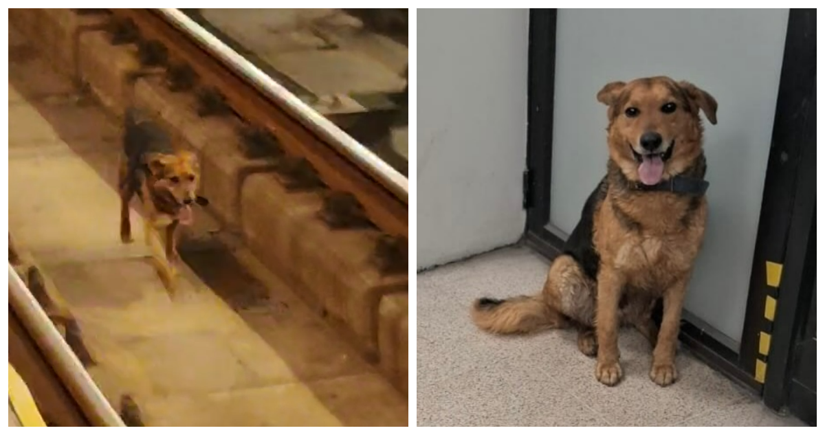 Perro extraviado en el Metro se reúne con su familia: animal fue captado caminando por las vías