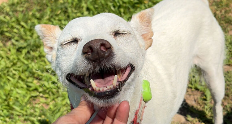 https://media.biobiochile.cl/wp-content/uploads/2026/08/perro-feliz-750x400.jpg