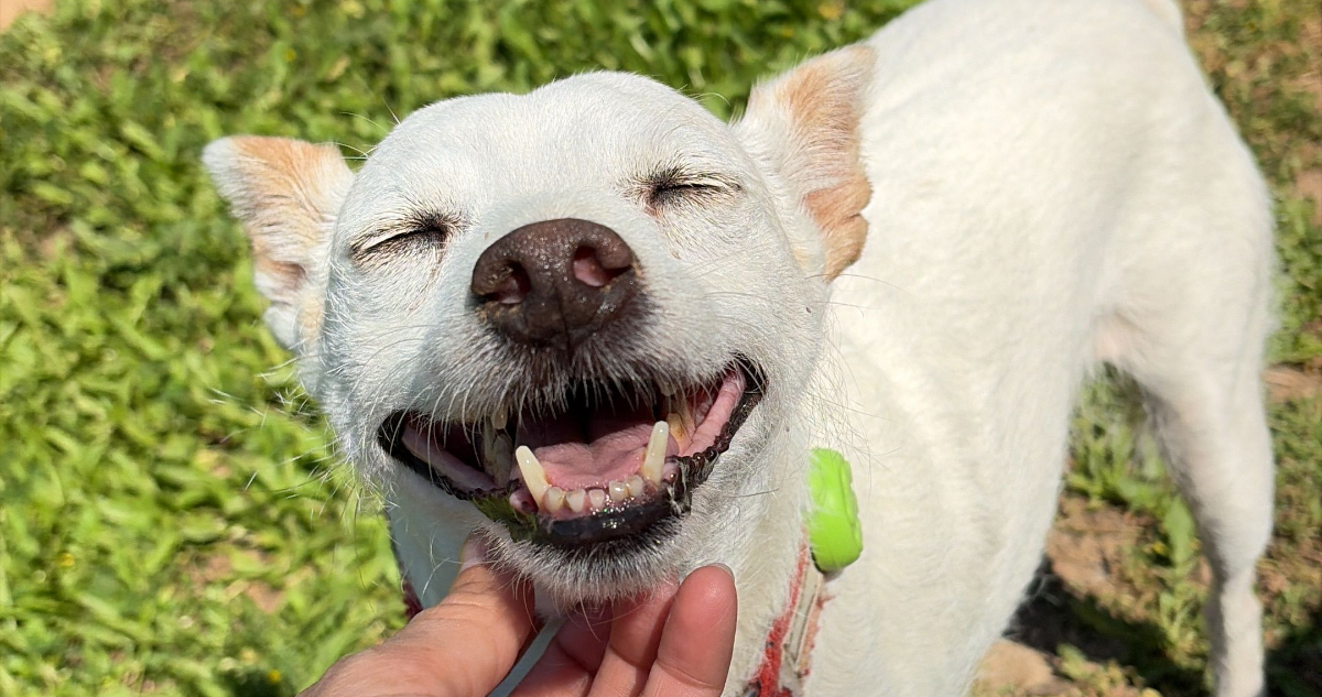 Perro feliz