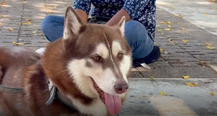 https://media.biobiochile.cl/wp-content/uploads/2026/08/perro-pension-mexico-750x400.png