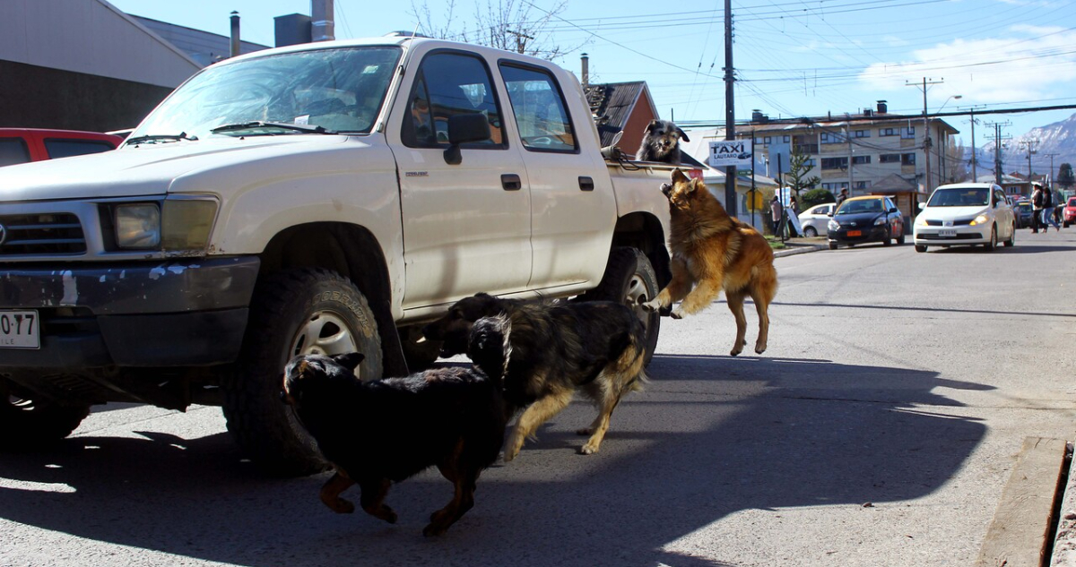 Comisión de Agricultura aprueba proyecto que permite caza de perros asilvestrados con 10 votos a favor