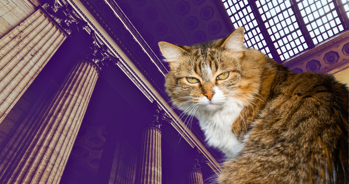 Los alcances del fallo por gato "Perseo": ¿criterio podría aplicarse a vacas, cerdos u otros animales?