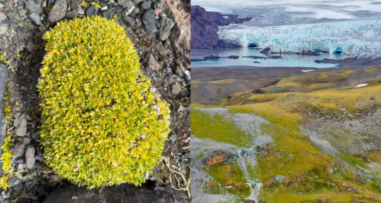 Foto de la planta antártica