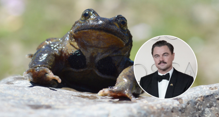 Leonardo DiCaprio y la ranita del Pehuenche