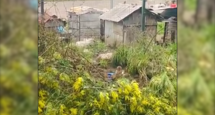 Salud descarta que ratones encontrados en casas inundadas de La Unión sean portadores de hantavirus