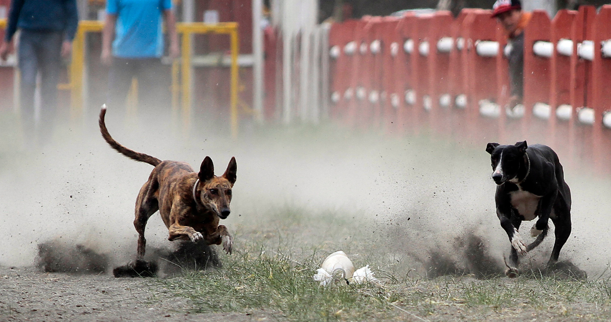 Carrera perros galgos