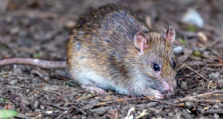 Reportan dos casos de hantavirus en Coyhaique: adulta mayor está grave y vuelos impiden traslados