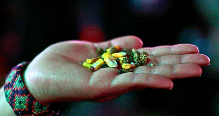 https://media.biobiochile.cl/wp-content/uploads/2026/08/semillas-750x400.png