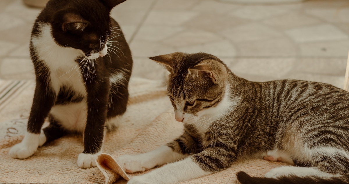CONTEXTO | pexels.com