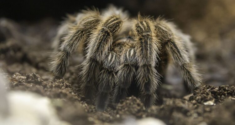 https://media.biobiochile.cl/wp-content/uploads/2026/08/tarantula-chilena-750x400.jpg