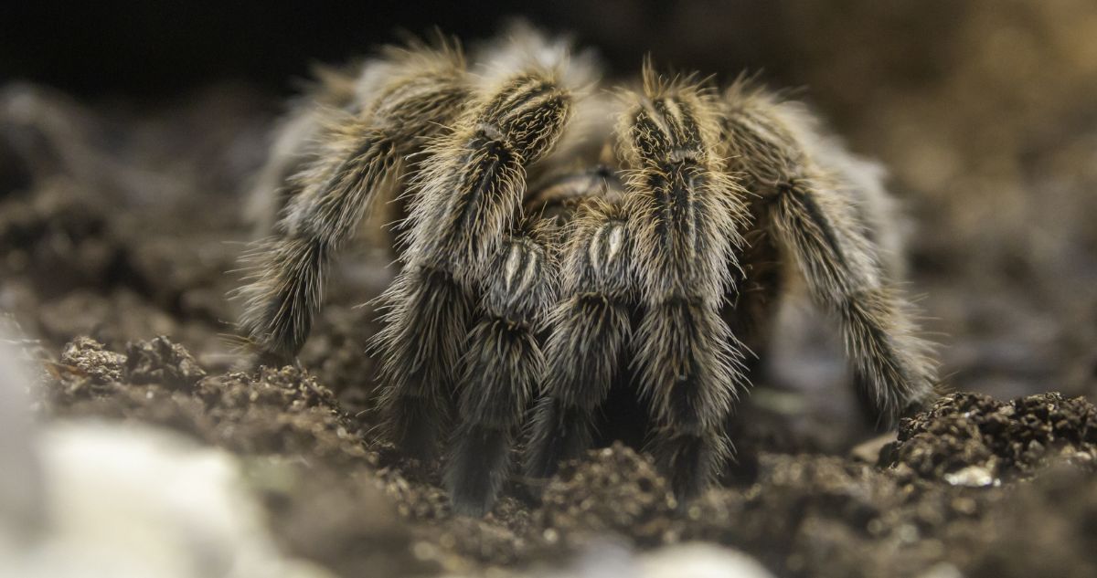 Homoeomma vicenterojasi: Nueva tarántula chilena lleva el nombre de niño que la encontró a los 5 años