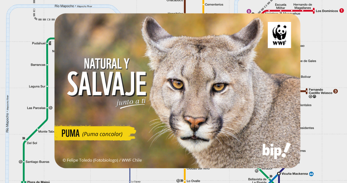 Dónde conseguir la nueva tarjeta Bip! conmemorativa por el Día del Puma