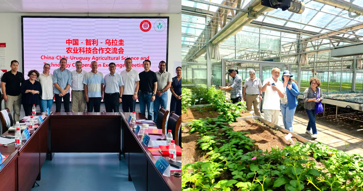 Investigadores de la ULagos conocen avances científicos y tecnologías para el cultivo de papa en China