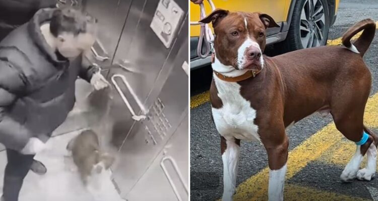 VIDEO | Graban a hombre golpeando a su perro en Ñuñoa: autor está detenido y mascota fue rescatada