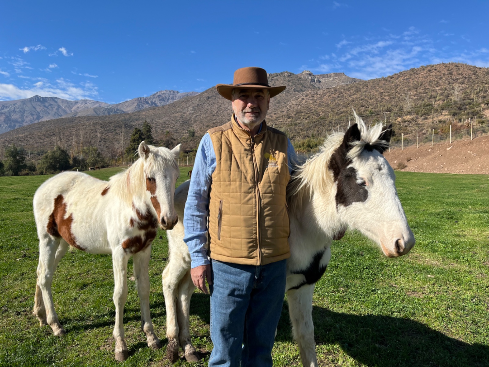 Chileno busca crear nueva raza de caballos con una "fina selección genético-conductual"