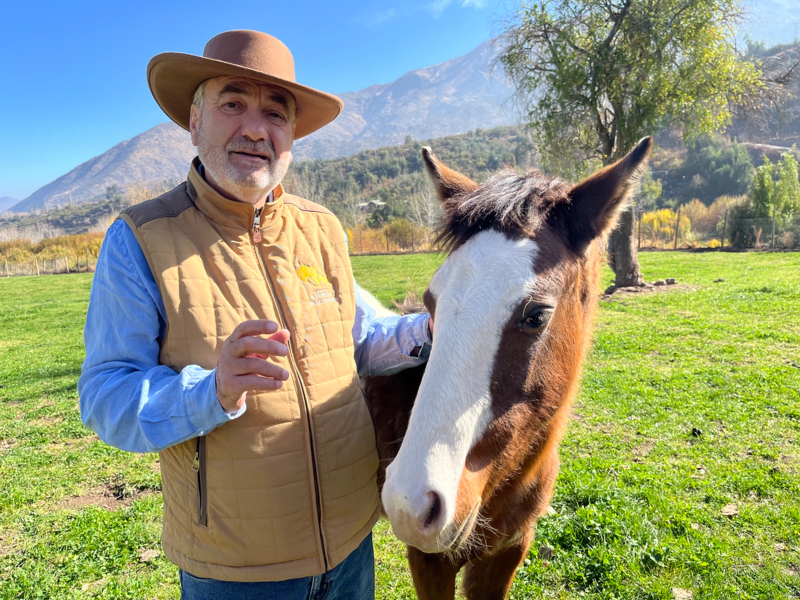 Chileno busca crear nueva raza de caballos con una "fina selección genético-conductual"