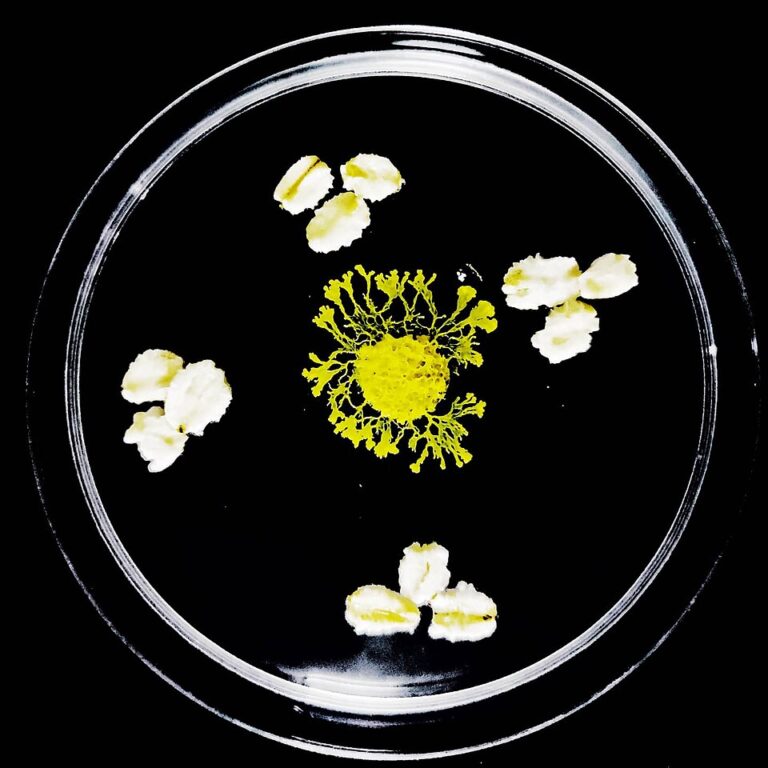 Foto del moho Physarum polycephalum buscando alimento