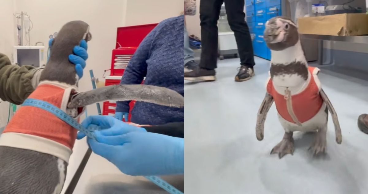 Expertos adaptan trajes de cobre para rehabilitación de pingüinos heridos por la acción humana