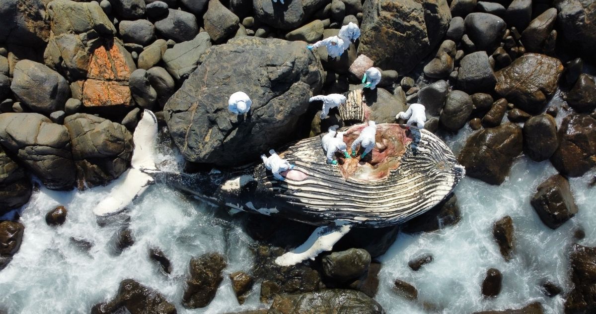 Ballena jorobada fue encontrada varada en costas de Coquimbo