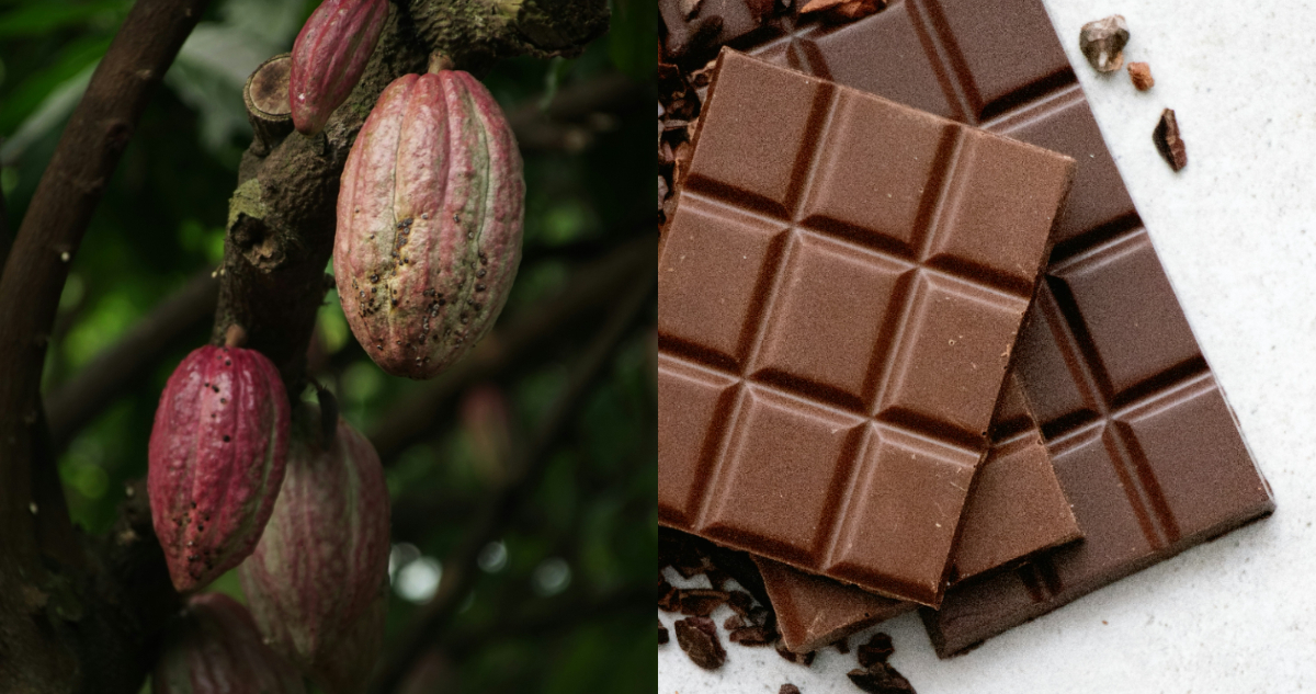 Fotos de cacao