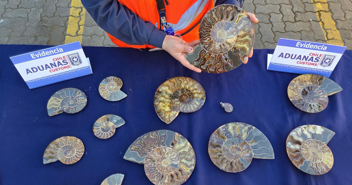Chile recupera 222 fósiles marinos de contrabando de la “era de los dinosaurios”: provenían de China