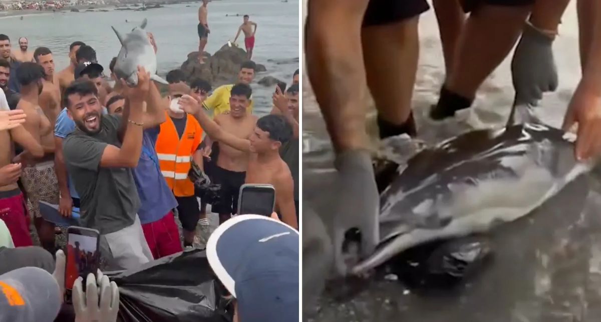 Video “repugnante” muestra a migrantes en Ceuta golpeando entre risas a cría de delfín: habría muerto