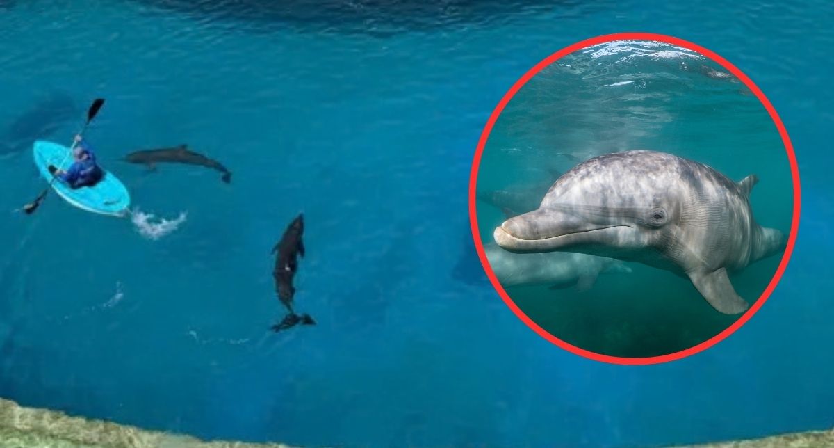 La incertidumbre rodea a 9 delfines enfermos y abandonados en parque acuático clausurado en Cancún