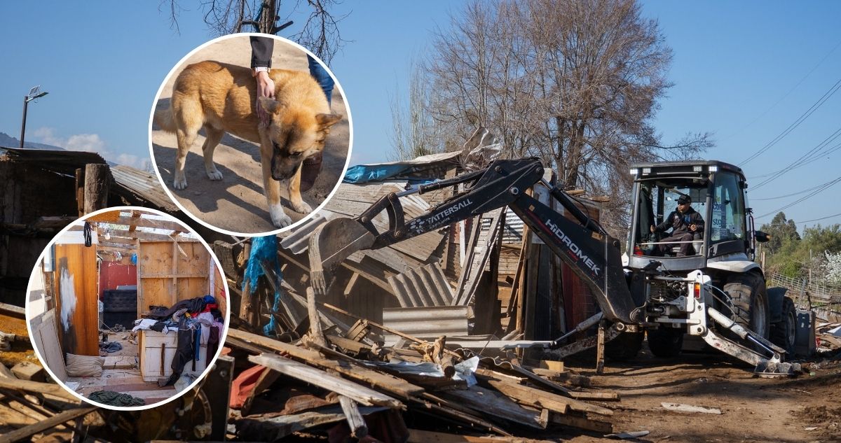 Desalojan terreno tomado que operaba como matadero ilegal en La Florida y rescatan a perro maltratado