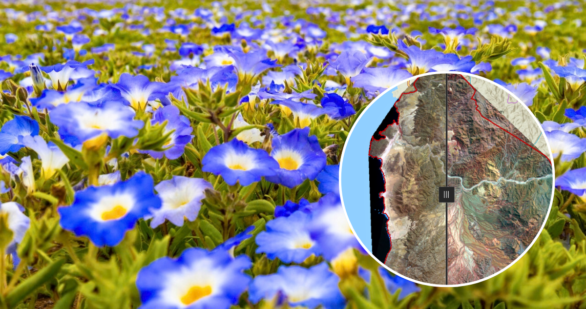Desierto Florido