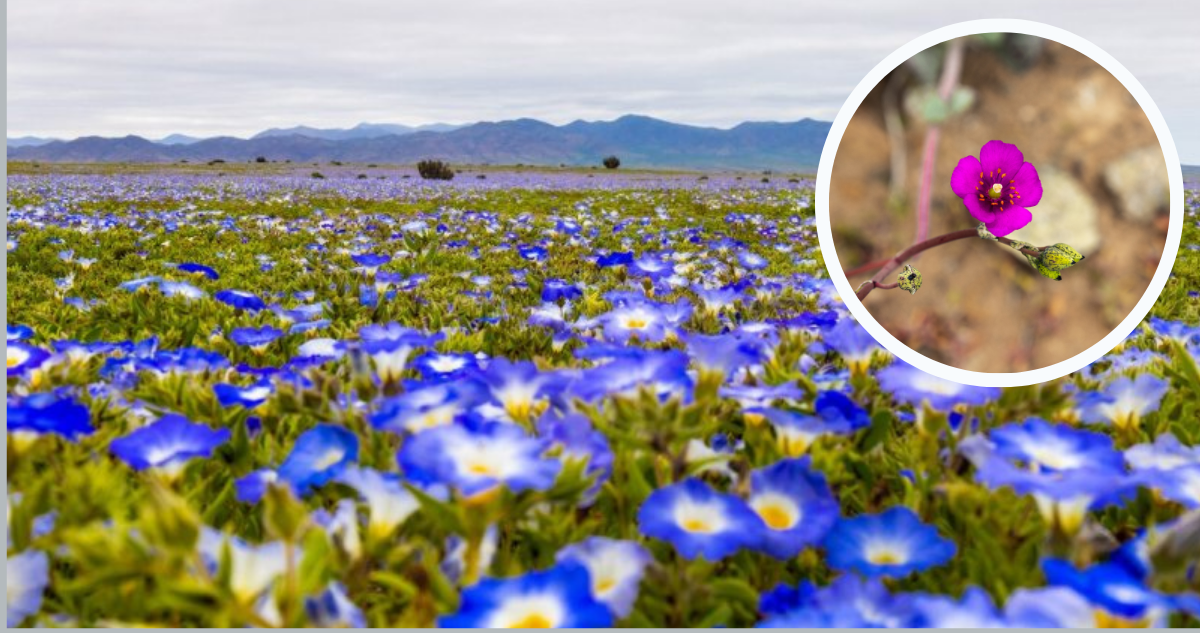 Desierto Florido