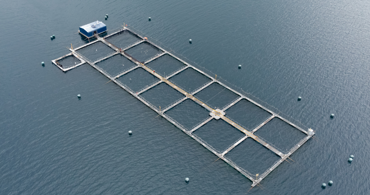 Detectan brote de virus ISA en centro de cultivo de Salmones Camanchaca en región de Aysén