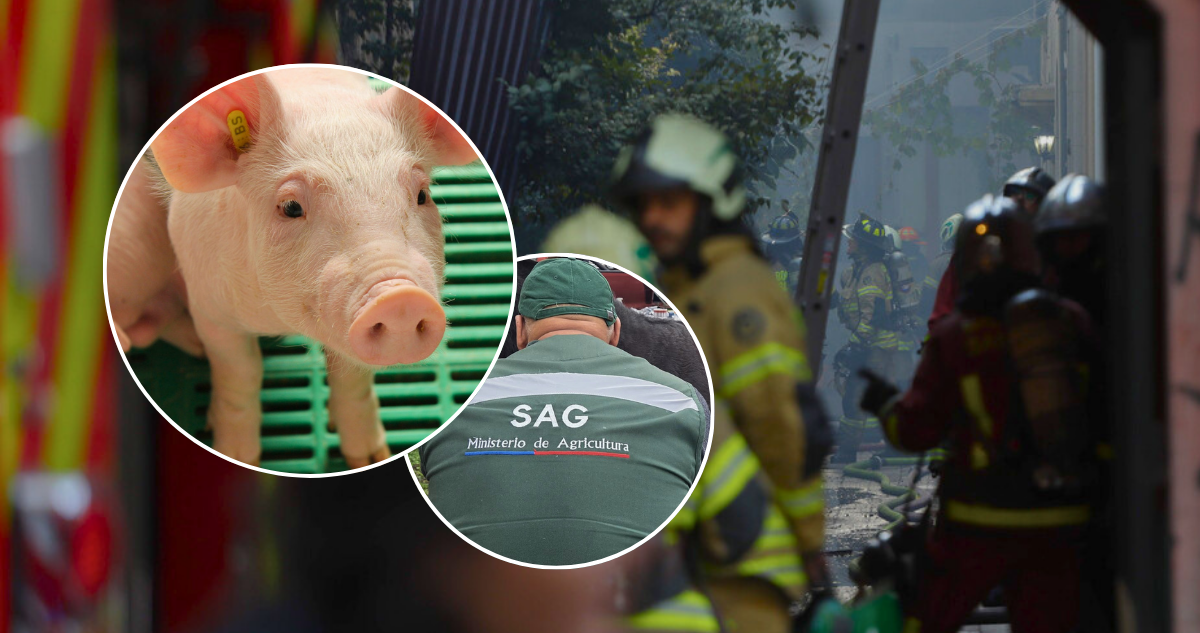 Fundaciones denuncian al SAG muerte de 4 mil porcinos en incendio de criadero y exigen fiscalización